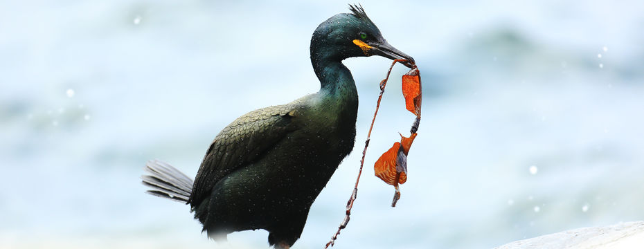 Výstava CZECH NATURE PHOTO 2019