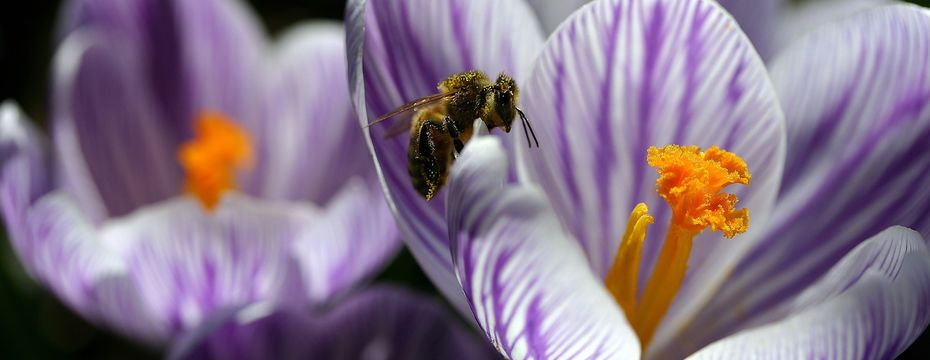 Březen ve znamení přírody - CZECH NATURE PHOTO 2018